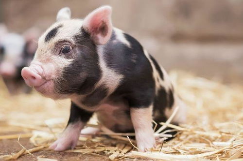 生肖豬11月避坑指南 切忌這4件傻事，以免斷送財路