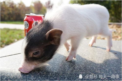 老人的話真不假——71年豬豬豬的后半生，知命還是認命